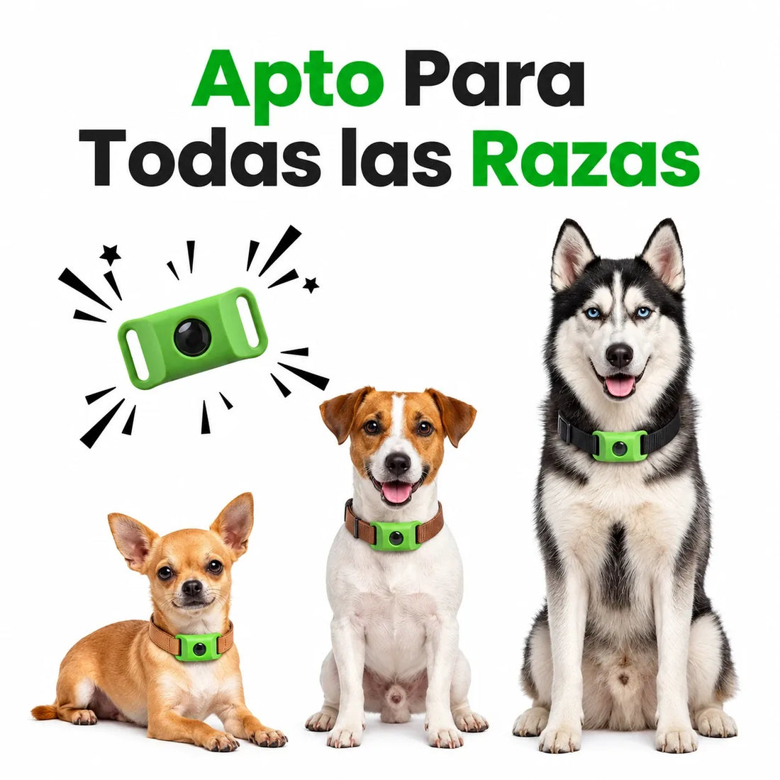 Perros pequeños, medianos y grandes con el colgante