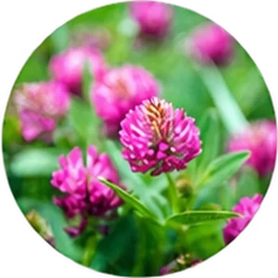 Flor de trébol rojo